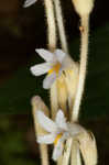 Oneflowered broomrape